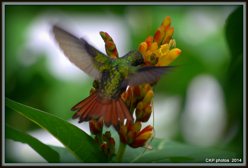 best hummingbird EVER sept 2014 030.NEF