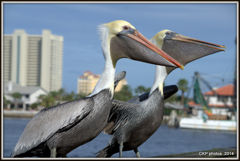 Pelican antics and fishing 098.NEF