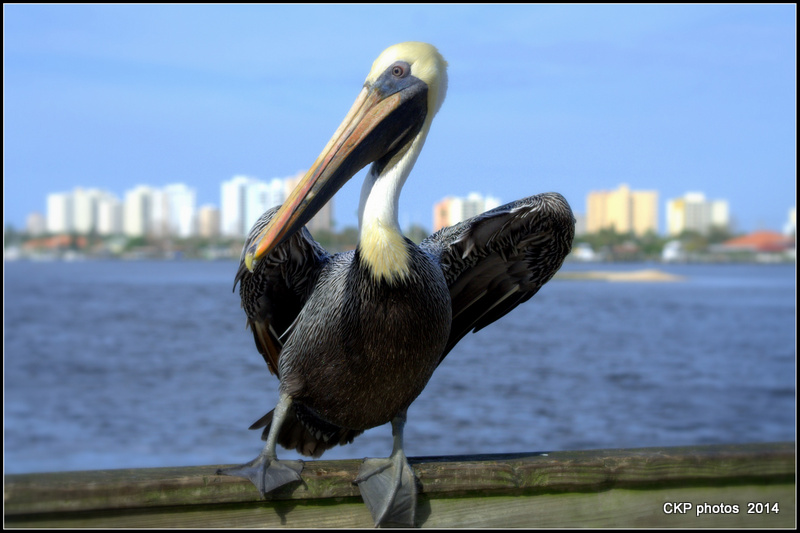 Pelican antics and fishing 104.NEF
