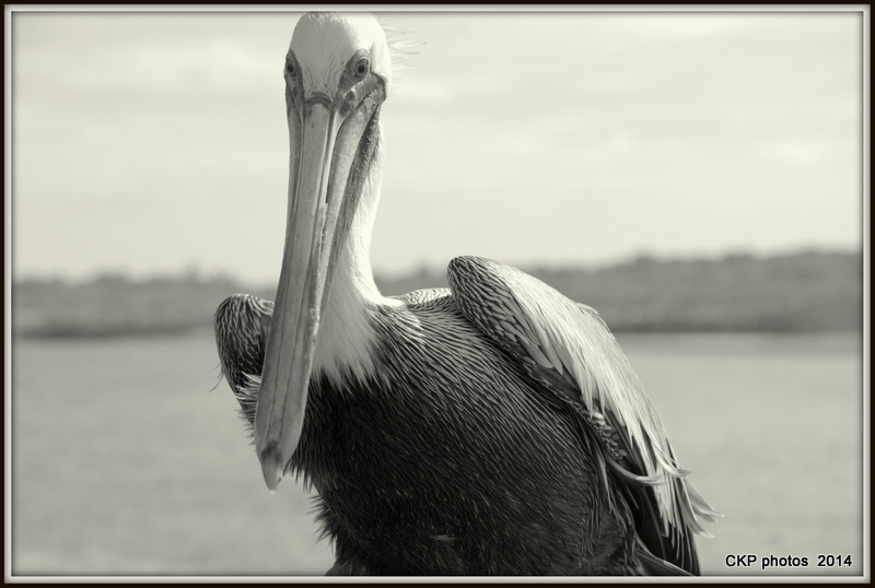 Pelican antics and fishing 118.NEF