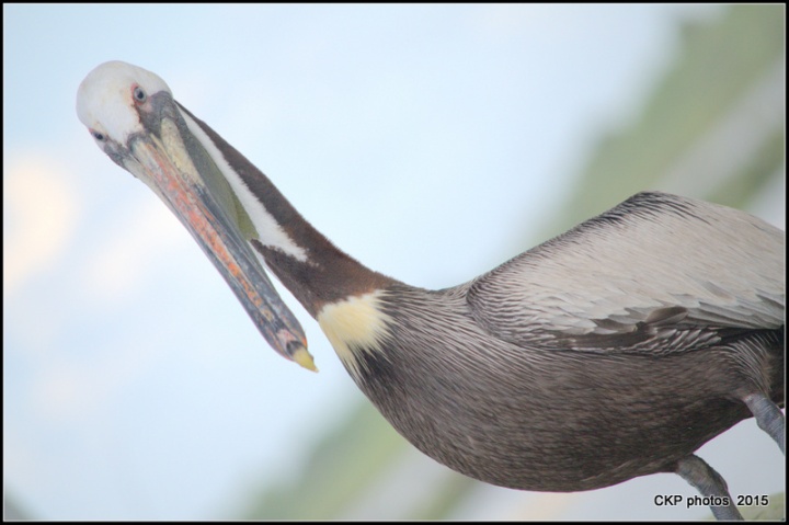 pelican wednesday april 2015 069.NEF
