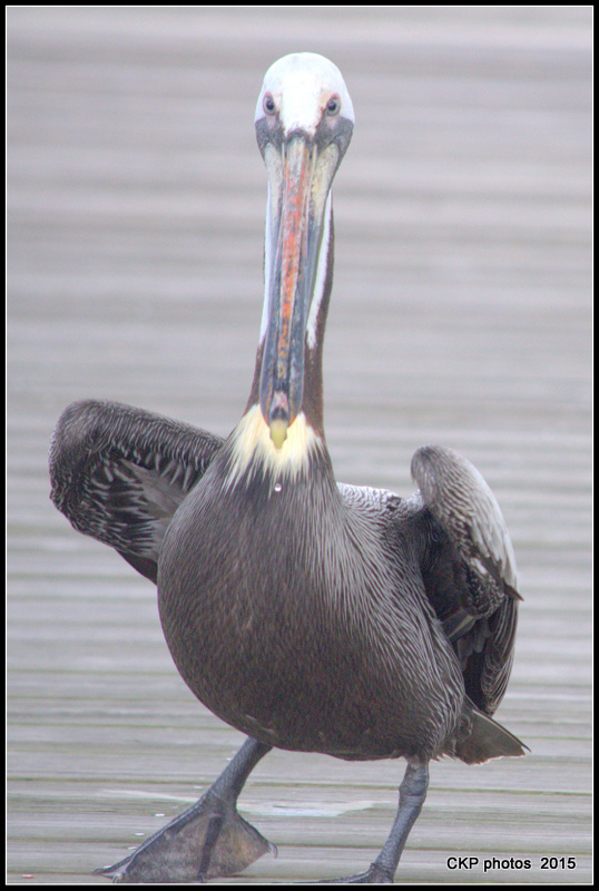 pelican wednesday april 2015 072.NEF