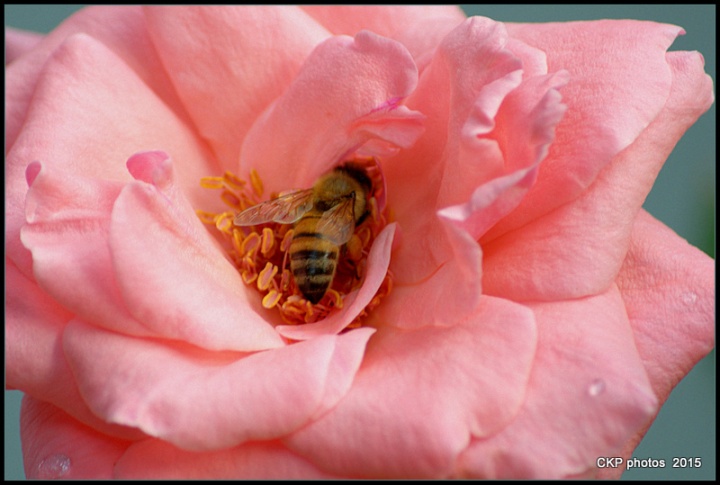 bees and roses at sunrise 170.NEF