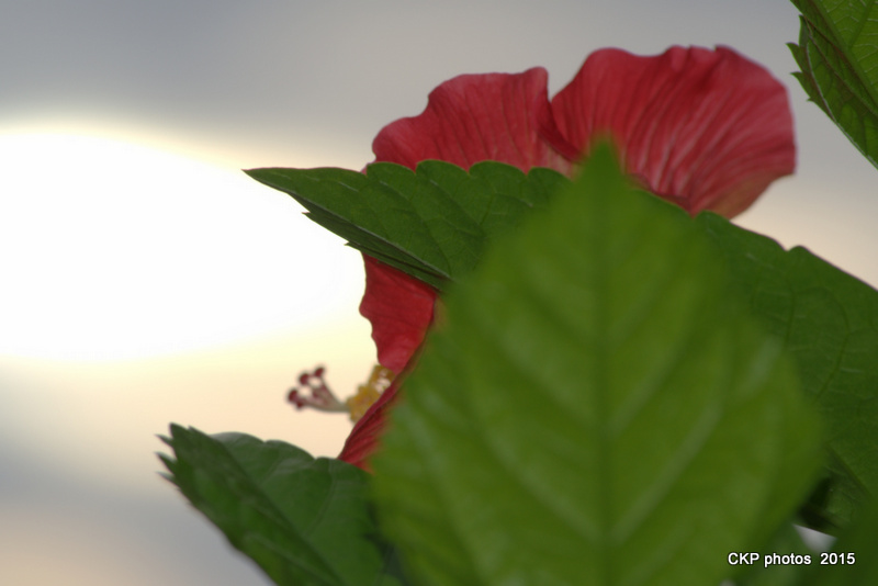 bees, roses and sunrise sept 2015 047.NEF