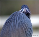 I love the contrast of the tri colored heron's feathers, like a headdress.