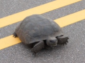 Understanding why the turtle crosses the road-and sometimes helping it!
